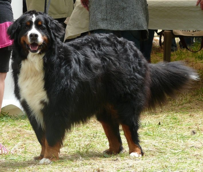 Aurus Des Eaux Vives de Tourtour - 1er EXCELLENT - VETERAN