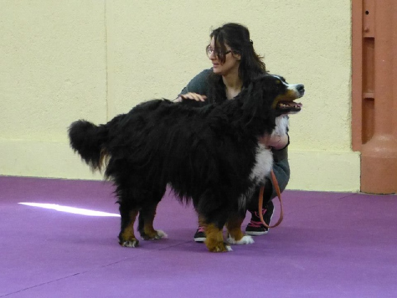 Aurus Des Eaux Vives de Tourtour - 2e EXCELLENT - Classe Veteran