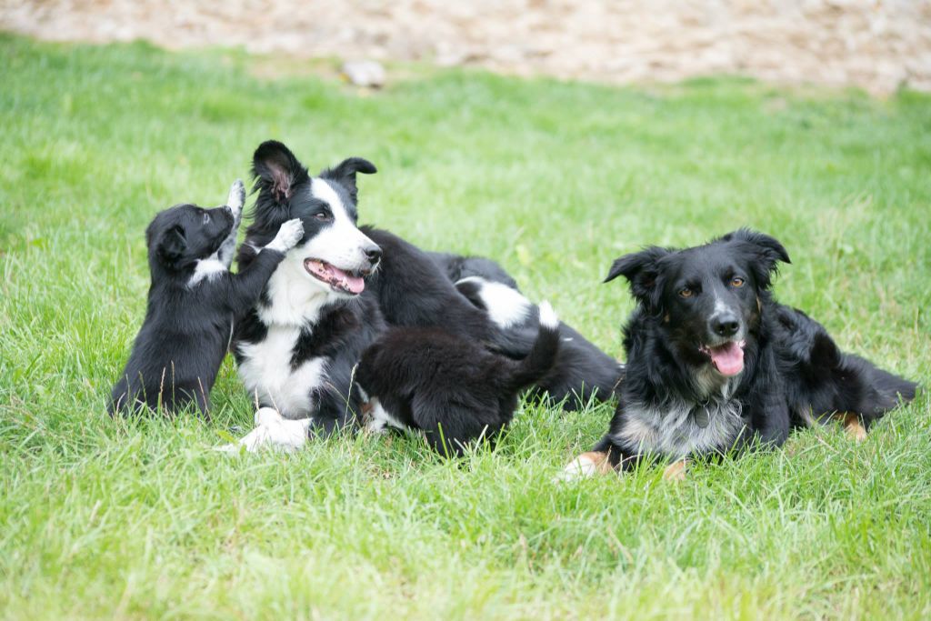 Fly Du Trésor Du Berger De Fontenay