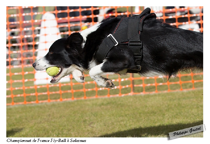 Fly Du Trésor Du Berger De Fontenay