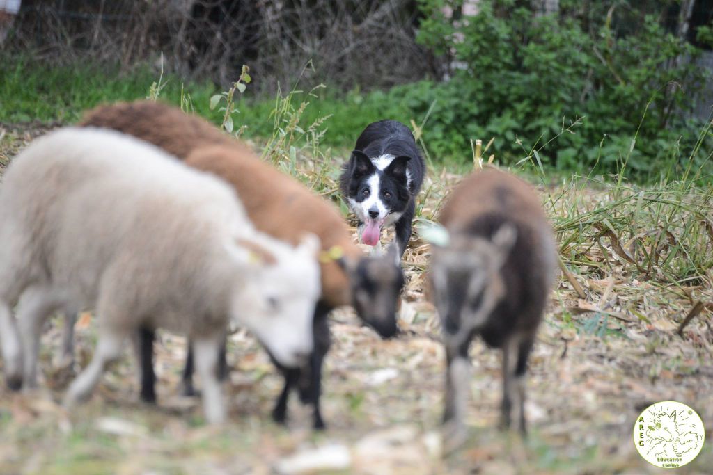 Fly Du Trésor Du Berger De Fontenay