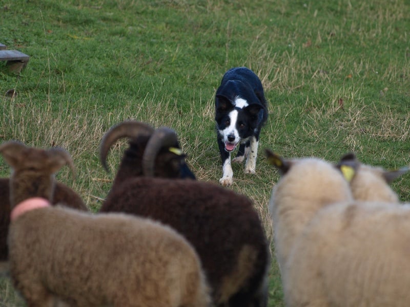 Fly Du Trésor Du Berger De Fontenay