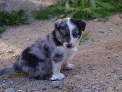Les chiots de Border Collie