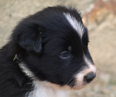 Les chiots de Border Collie