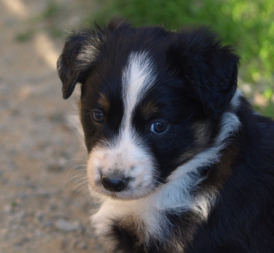 Les chiots de Border Collie