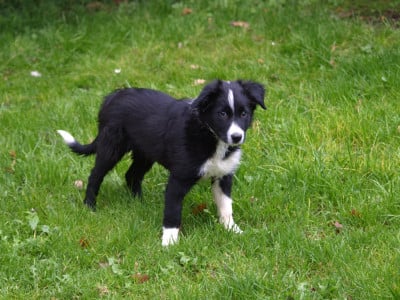 Les chiots de Border Collie