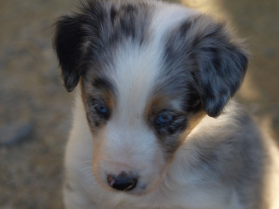Les chiots de Border Collie