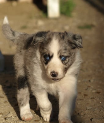 Les chiots de Border Collie