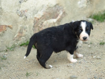 Les chiots de Border Collie