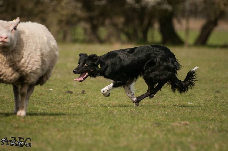 Happy Du Trésor Du Berger De Fontenay - Confirmée