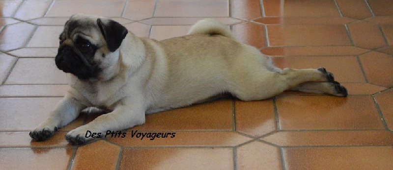 Jarvis Des Ptits Voyageurs