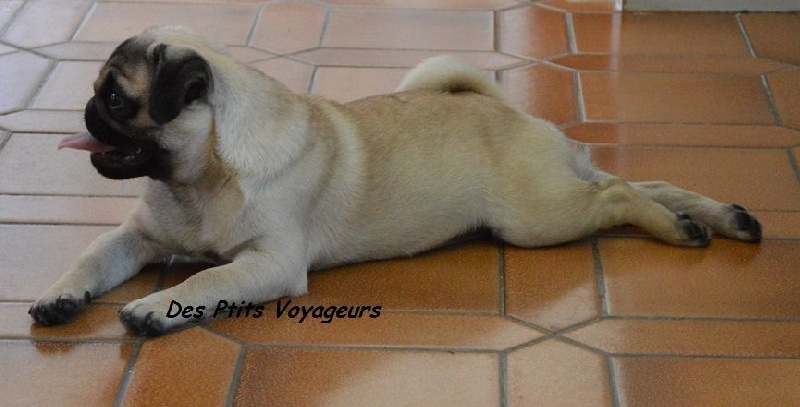Jarvis Des Ptits Voyageurs