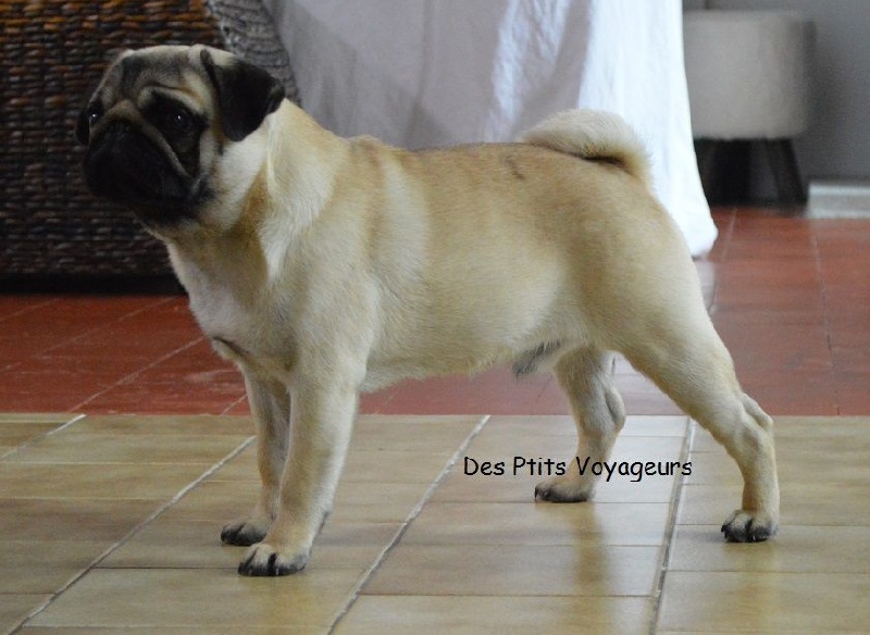 Jarvis Des Ptits Voyageurs