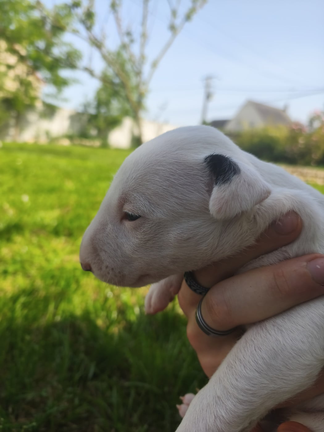 Chiot N°4