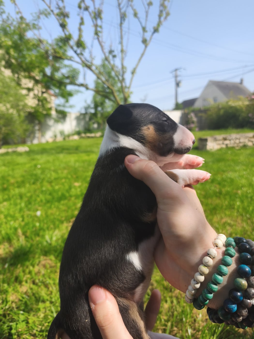 Chiot N°5
