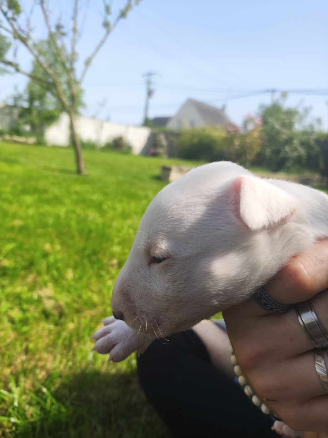 Chiot N°9