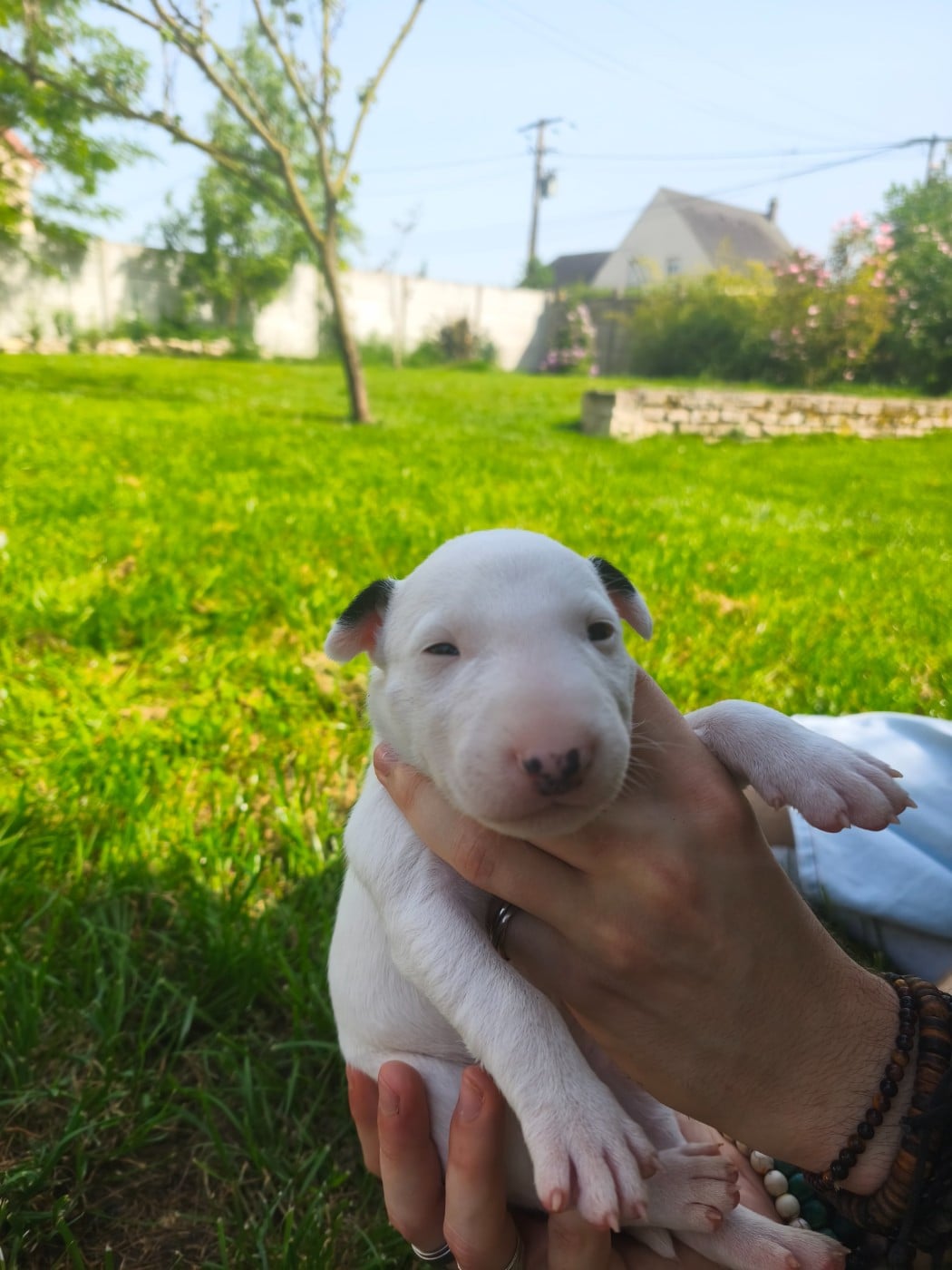Chiot N°4