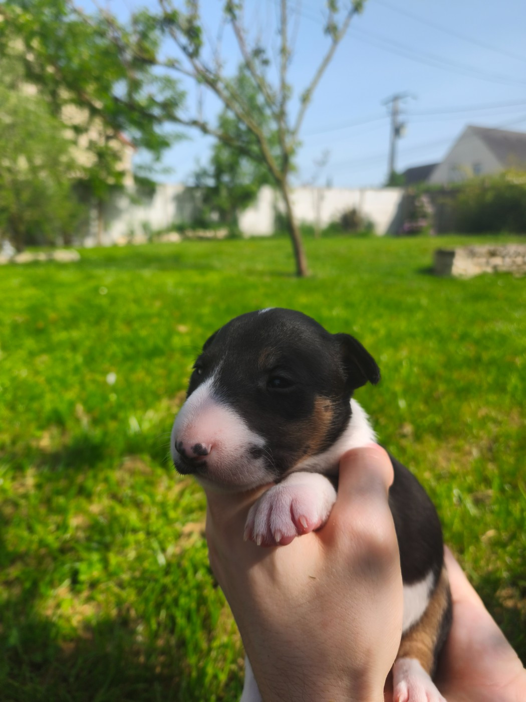 Chiot N°5