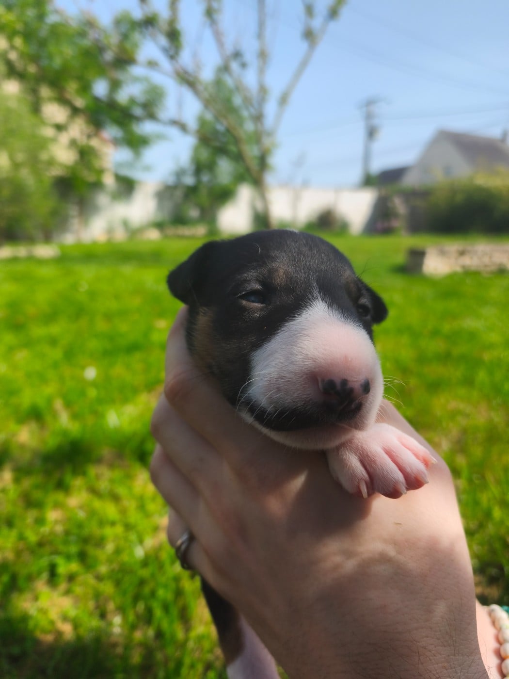 Chiot N°5