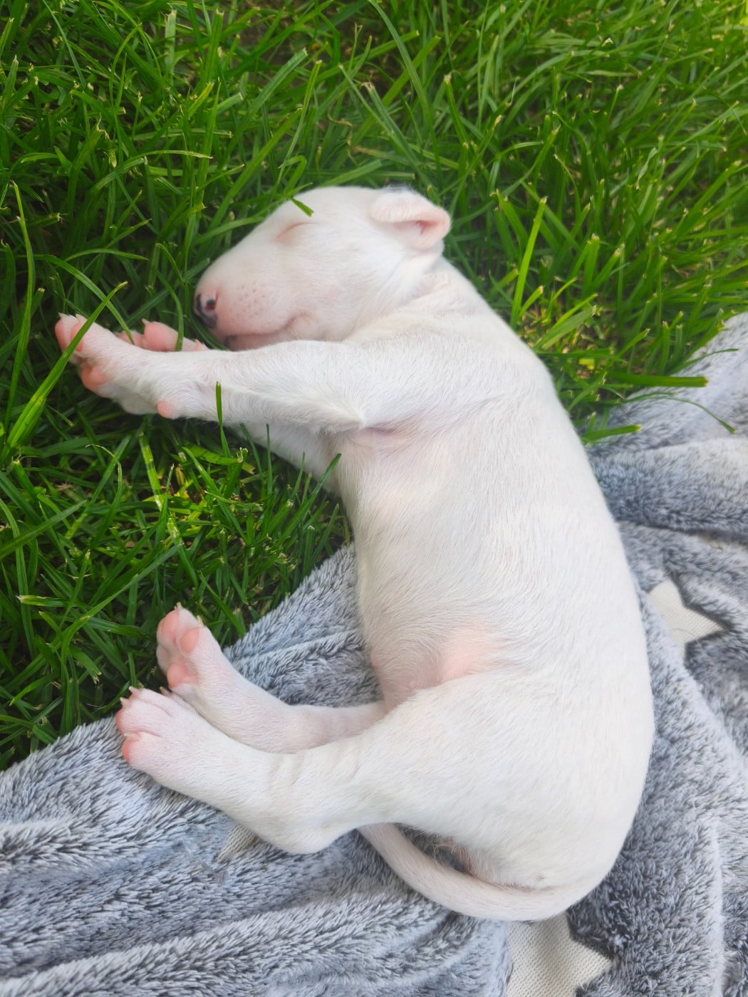 Chiot N°9