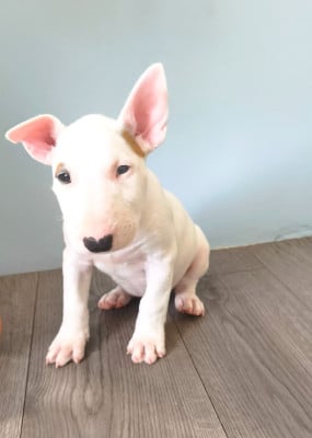 Les chiots de Bull Terrier