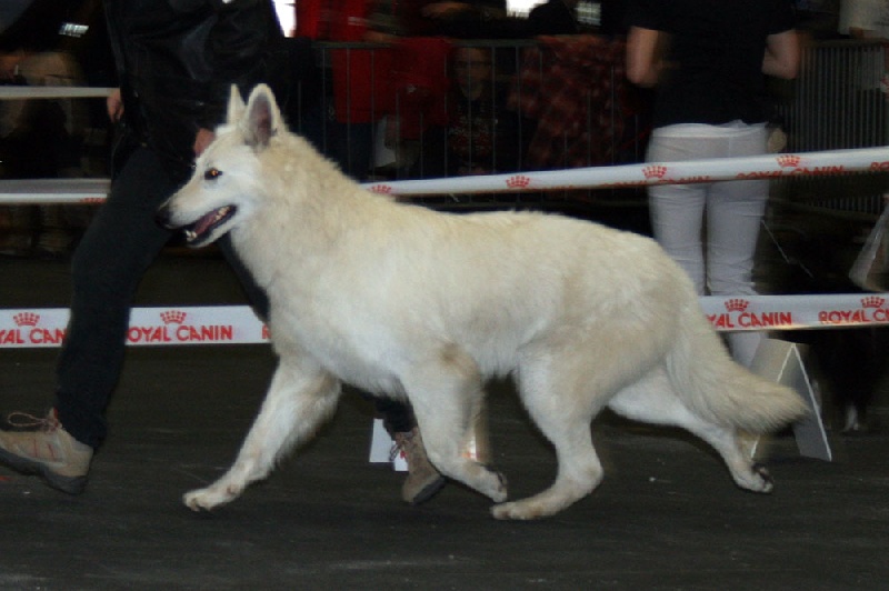 Farouk of trebons berger blanc - 1er Excellent - RCACS