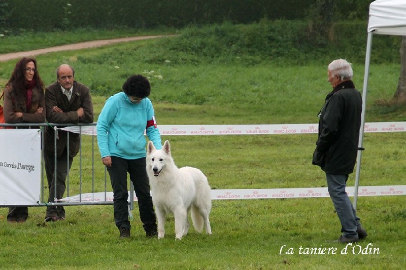 Farouk of trebons berger blanc - Très Bon