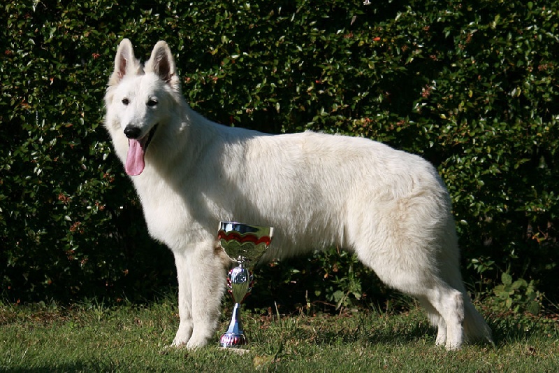 Farouk of trebons berger blanc - 1er Excellent - CACS - CACIB