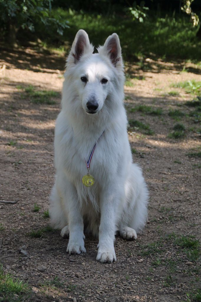 Farouk of trebons berger blanc - TAN