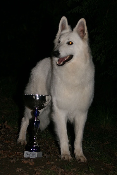 Farouk of trebons berger blanc - 1er Excellent - CAC - CACIB - meilleur de race (BOB)