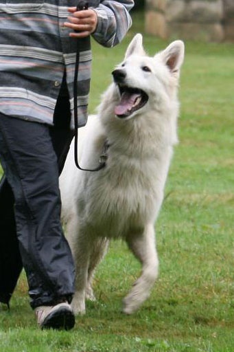 Farouk of trebons berger blanc - brevet d'obéissance