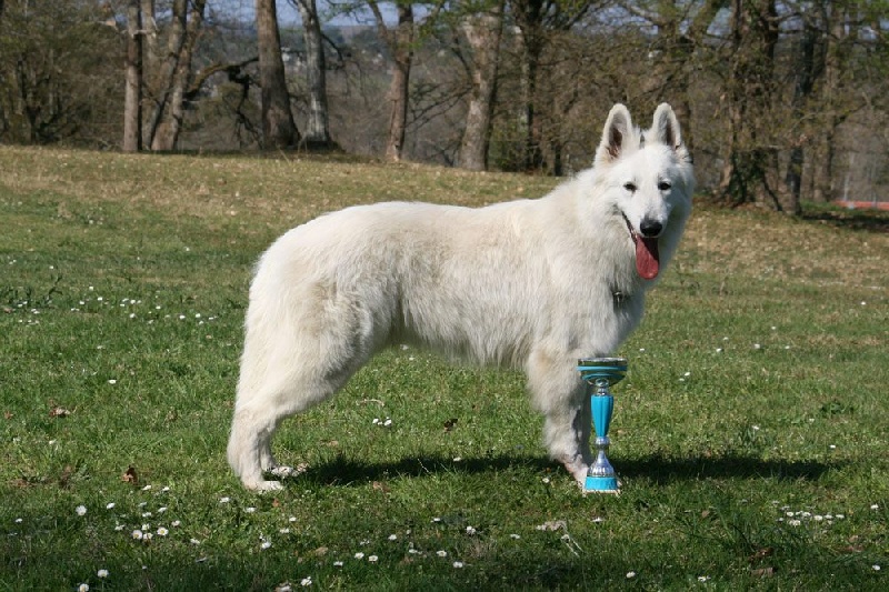 Farouk of trebons berger blanc - 1er Excellent - CACS - meilleur de race (BOB)