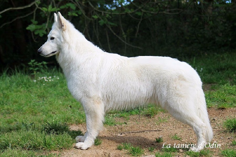 Farouk of trebons berger blanc - 1er excellent - CAC - CACIB - meilleur de race