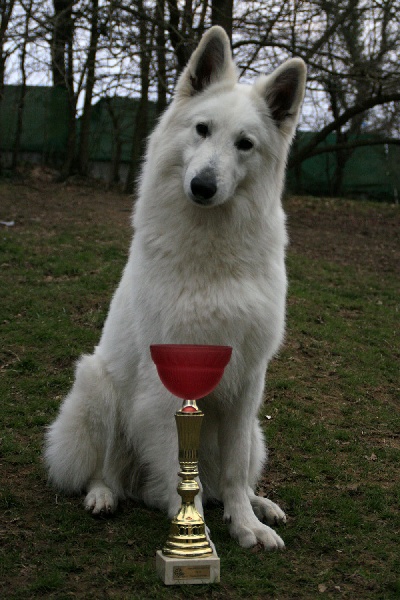 Farouk of trebons berger blanc - 1er Excellent - CACS - RCACIB