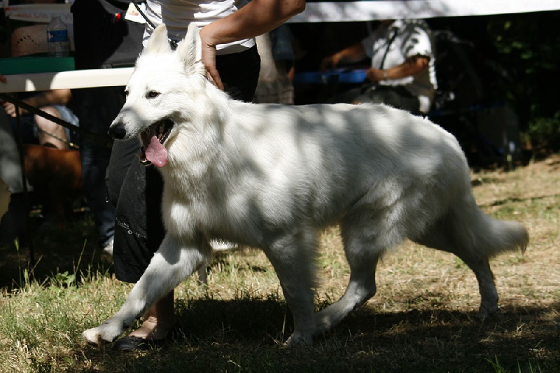 Farouk of trebons berger blanc - 2ème excellent - RCACS