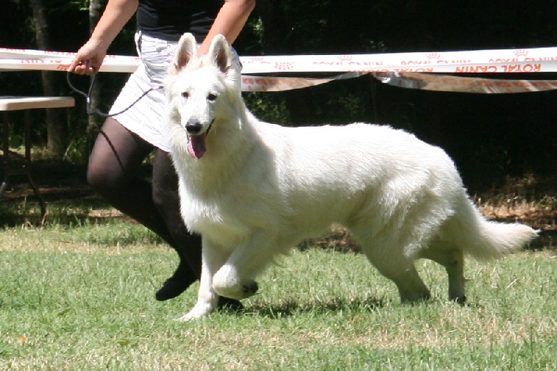 Farouk of trebons berger blanc - 2ème excellent