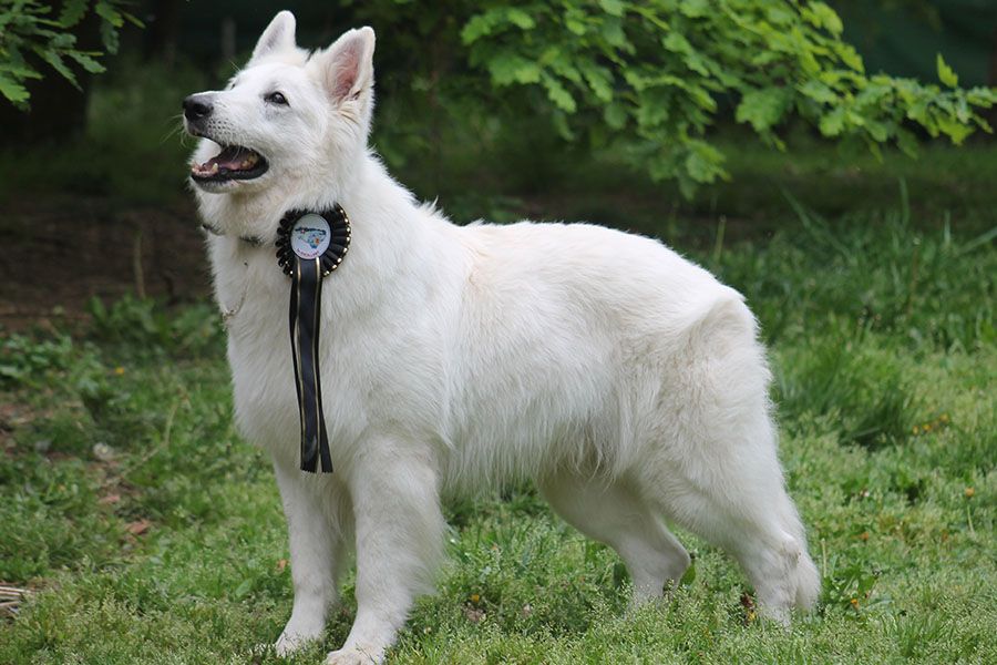 Farouk of trebons berger blanc - 1er Excellent - Meilleur Vétéran
