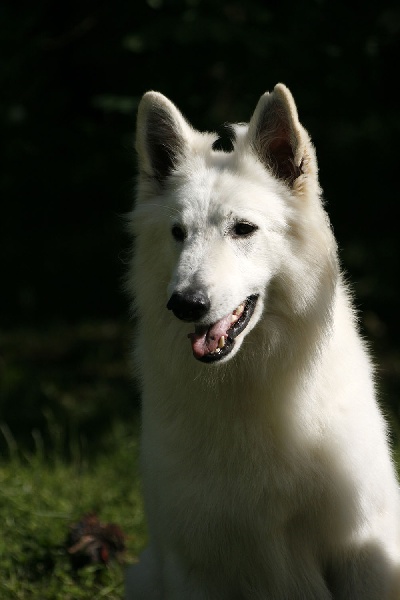 Farouk of trebons berger blanc - Excellent NC