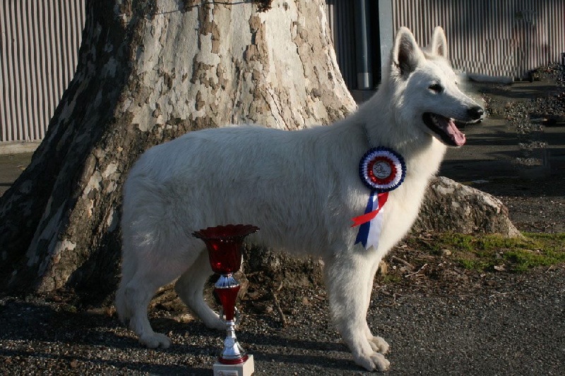 Farouk of trebons berger blanc - 1er Excellent - CACS - CACIB - meilleur de race (BOB)