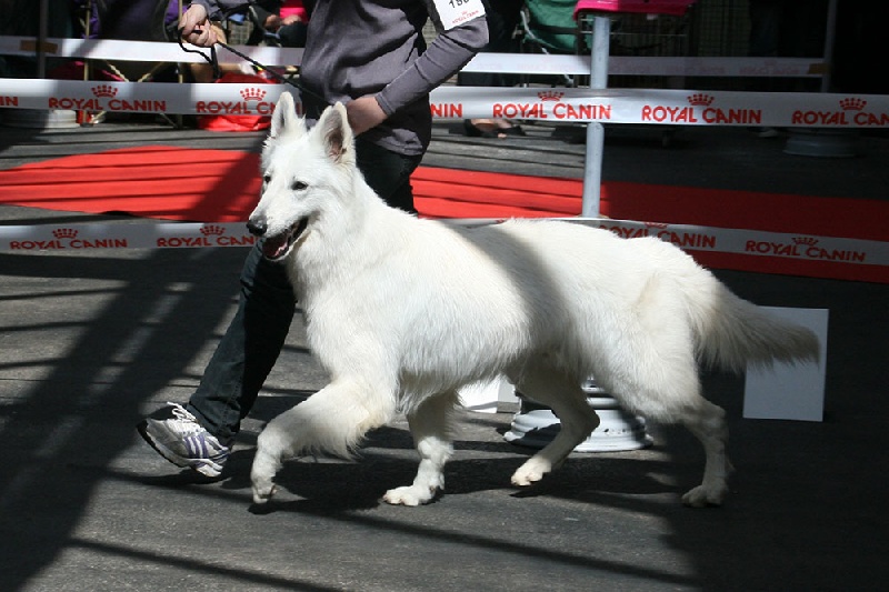 Farouk of trebons berger blanc - 3ème excellent