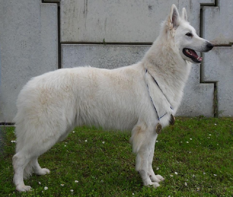 Farouk of trebons berger blanc - 1er Excellent - CAC - CACIB - meilleur de race (BOB)