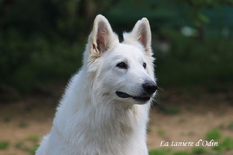Farouk of trebons berger blanc - 1er excellent - CAC - meilleur de race