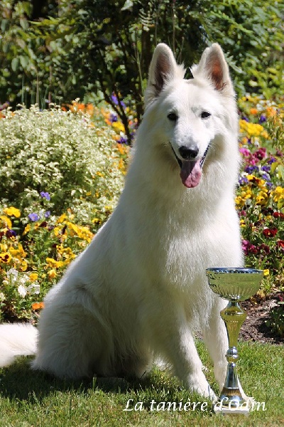 Farouk of trebons berger blanc - 1er excellent - CACS - MEILLEUR DE RACE