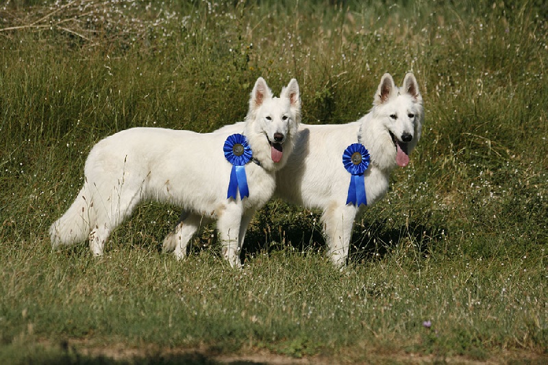 Farouk of trebons berger blanc - meilleur couple