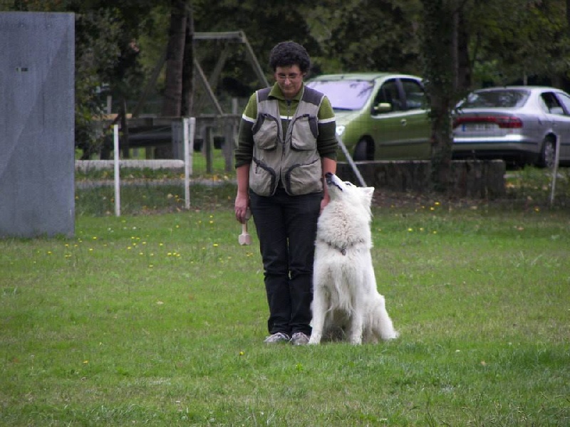 Farouk of trebons berger blanc - 1er excellent