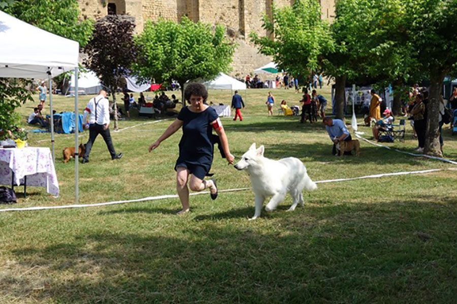 Farouk of trebons berger blanc - 1er Excellent - Meilleur de Sexe opposé