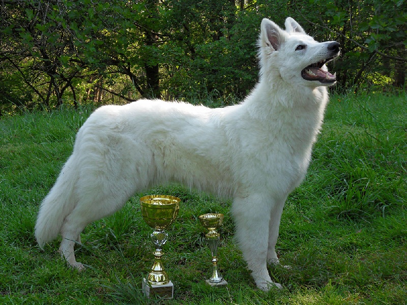 Farouk of trebons berger blanc - 1er Excellent - meilleur de groupe jeune (BOG)