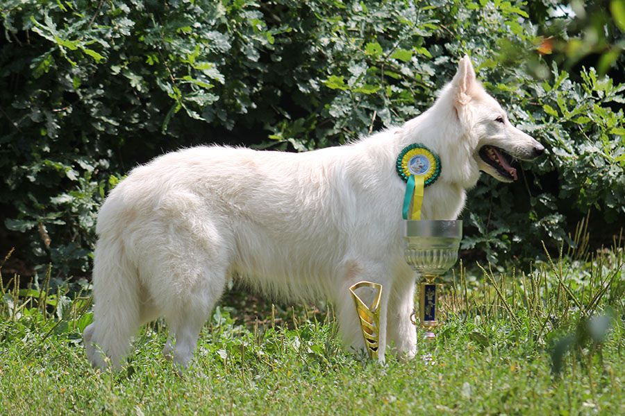 Farouk of trebons berger blanc - 1er Excellent - Meilleur Vétéran - Meilleur de Race