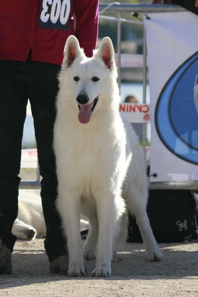 Farouk of trebons berger blanc - 2ème excellent