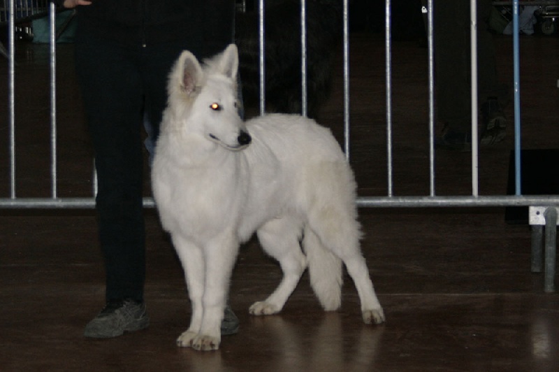 Farouk of trebons berger blanc - très prometteur